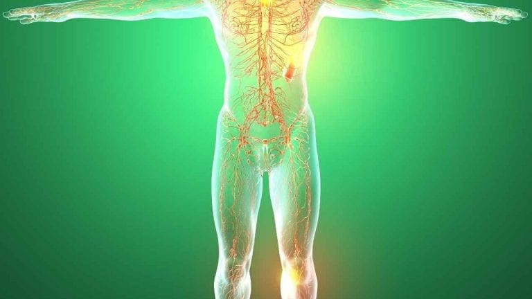 Tissues Of The Body | El Paso TX