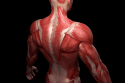 Musculoskeletal & Gut Health | El Paso TX