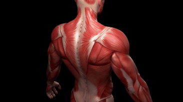 Musculoskeletal & Gut Health | El Paso TX